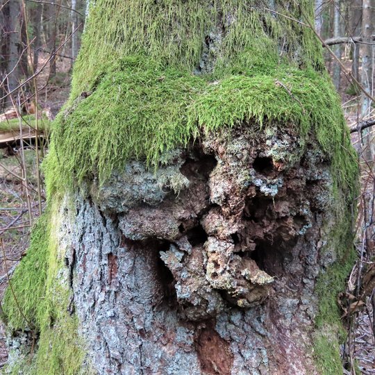 Iliustracija