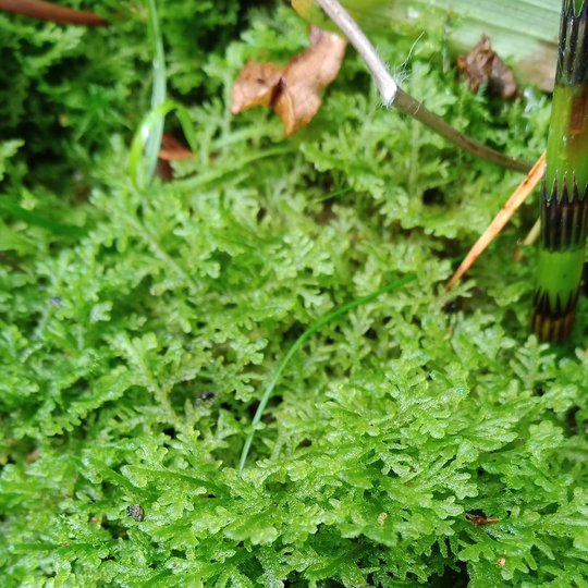 Iliustracija