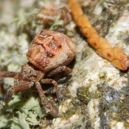 Iliustracija
