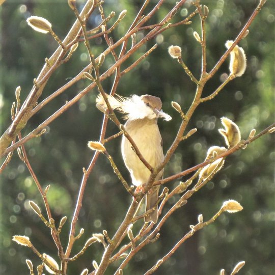 Iliustracija