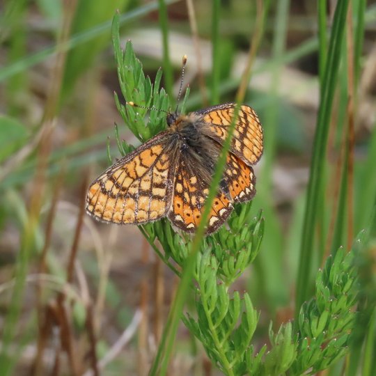 Iliustracija
