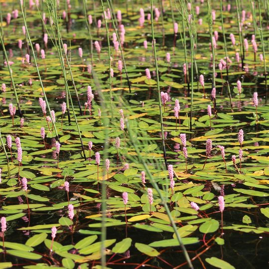Water knotweed