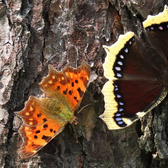Iliustracija