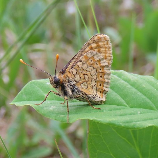 Iliustracija