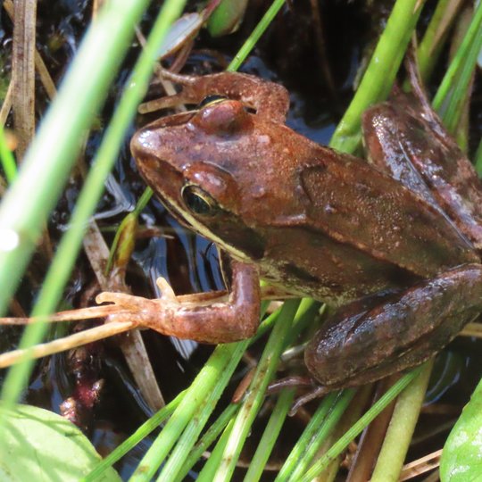 Iliustracija