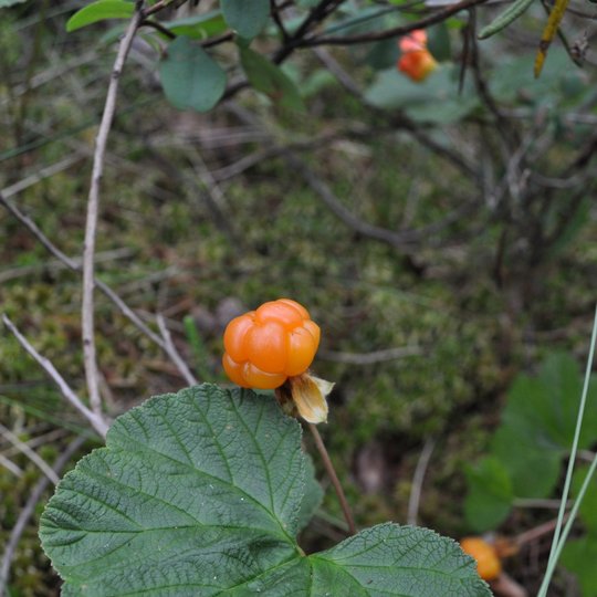 Cloudberry