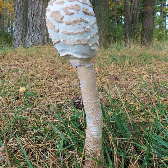 Iliustracija