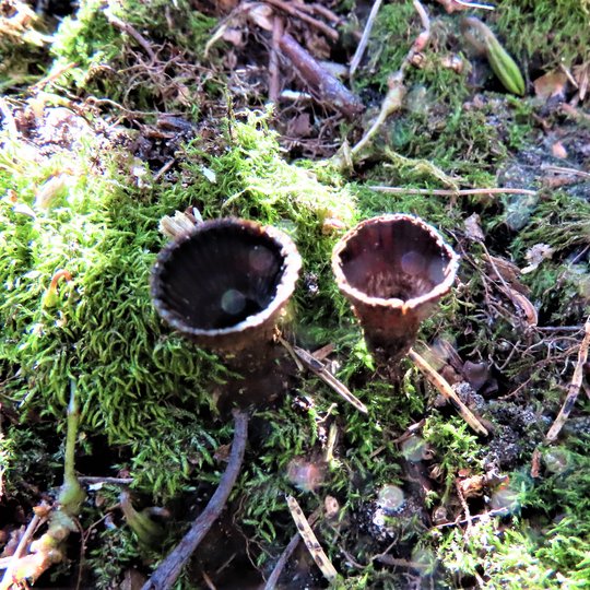 Iliustracija