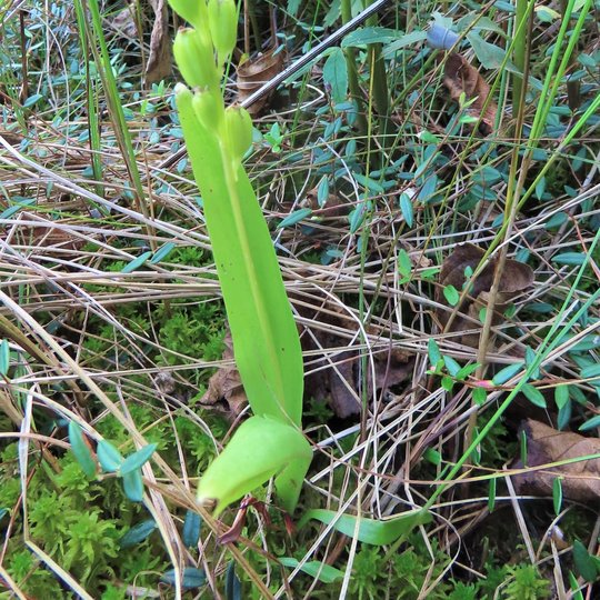 Iliustracija