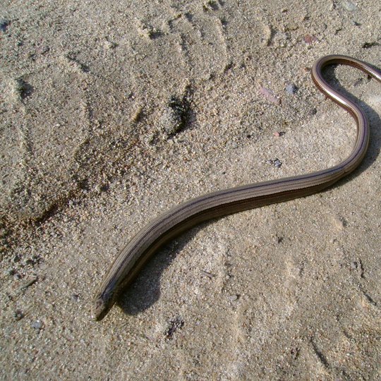 8.-gluodenas-min.jpg