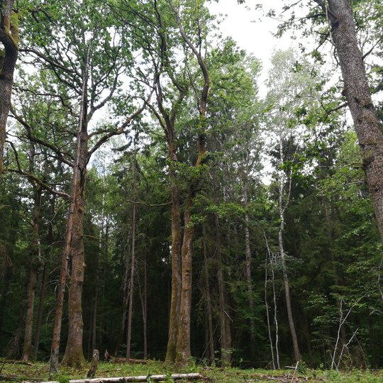 Liepiju_pesciuju_trasa_2019-05-15-42.jpg