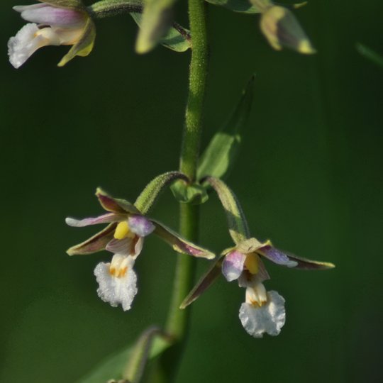 Epipactis palustris