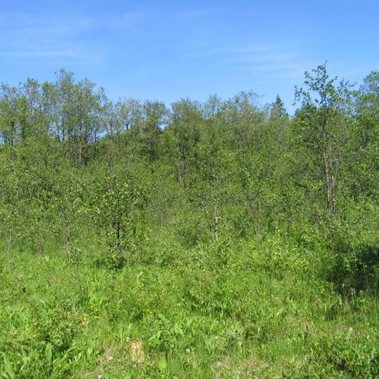 Žemapelkė Juodupio botaniniame draustinyje