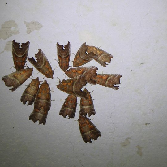 Iliustracija