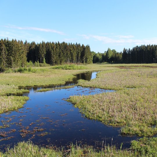 Pelkė Mikytų kraštovaizdžio draustinyje