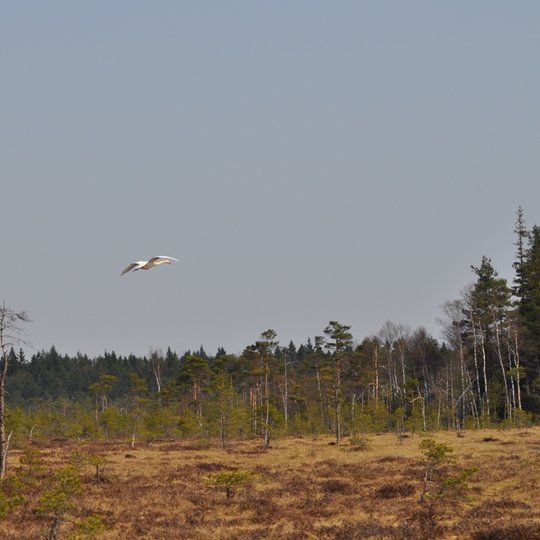 2-Aukstojo-tyro-telmologinis-draustinis-2011-04-27-n-G-Sidabriene.jpg