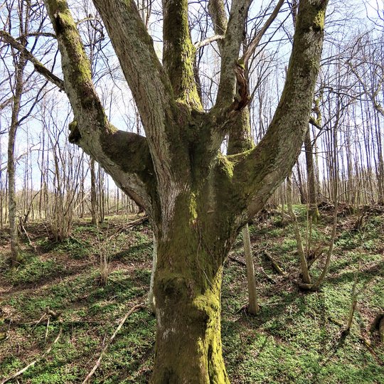 Iliustracija