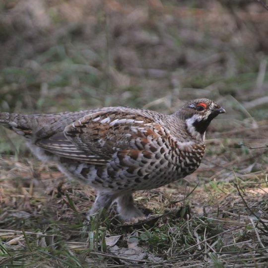 1-jerube-Romualdo-Barausko-n.jpg