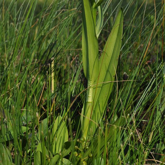 Dactylorhiza ochroleuca