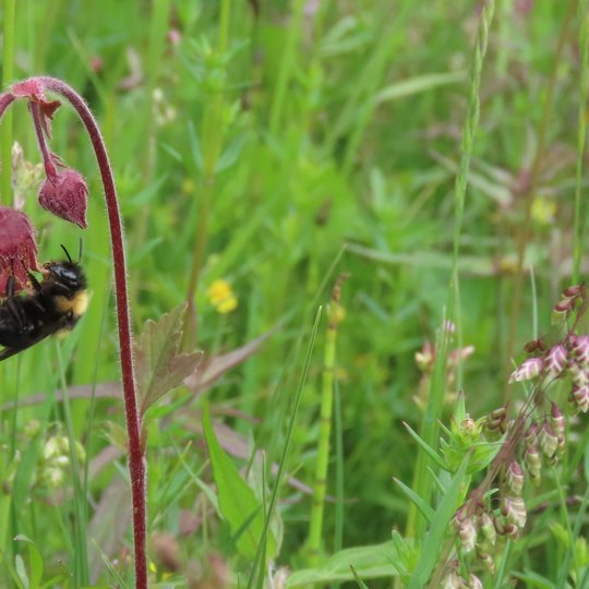 Iliustracija
