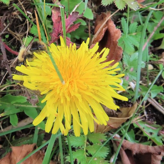 Iliustracija