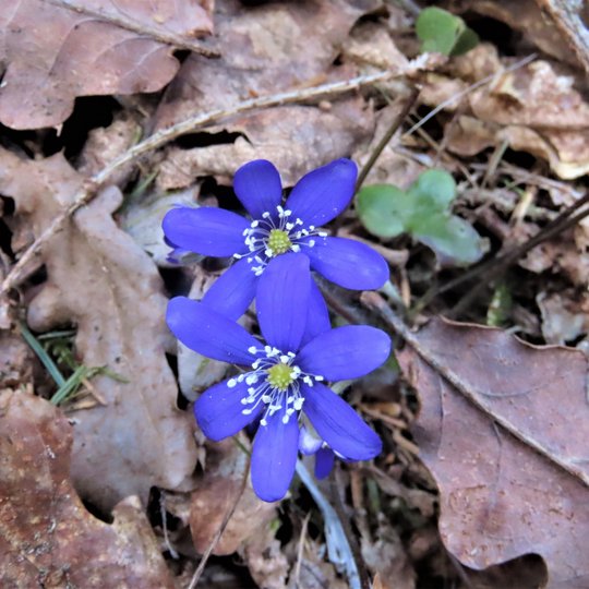 Iliustracija