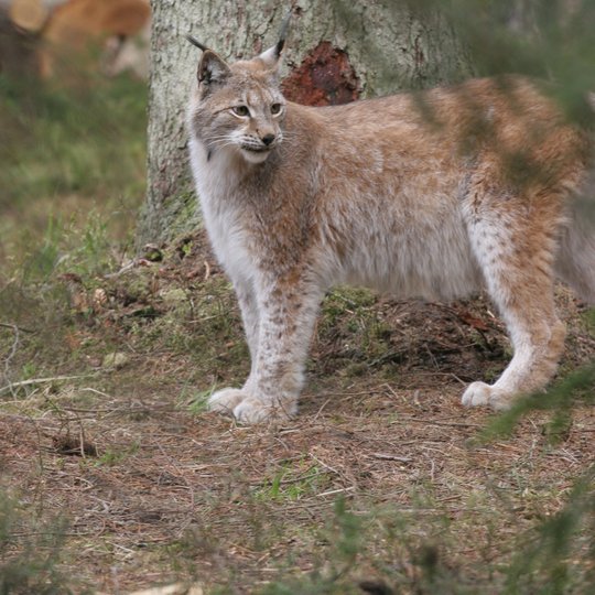 Lūšis