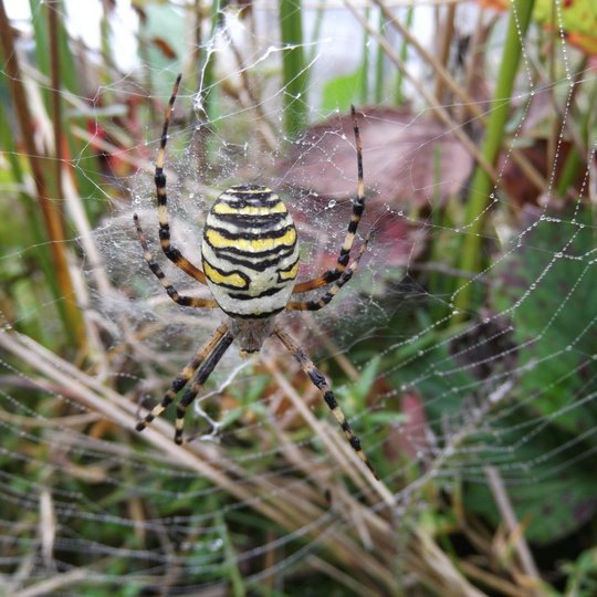 Iliustracija