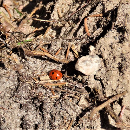 Iliustracija