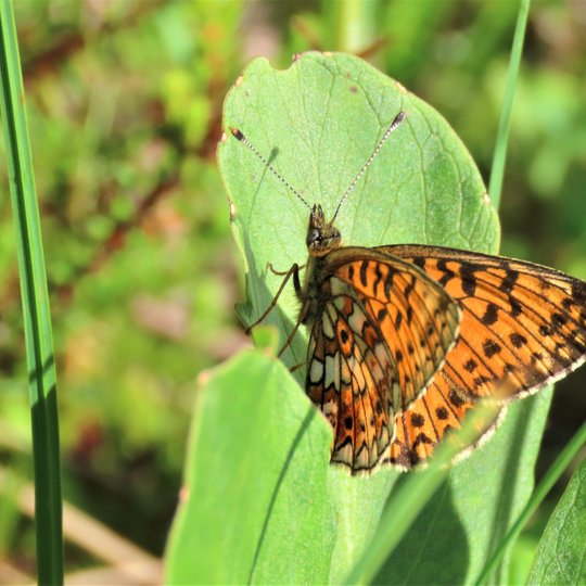 Iliustracija