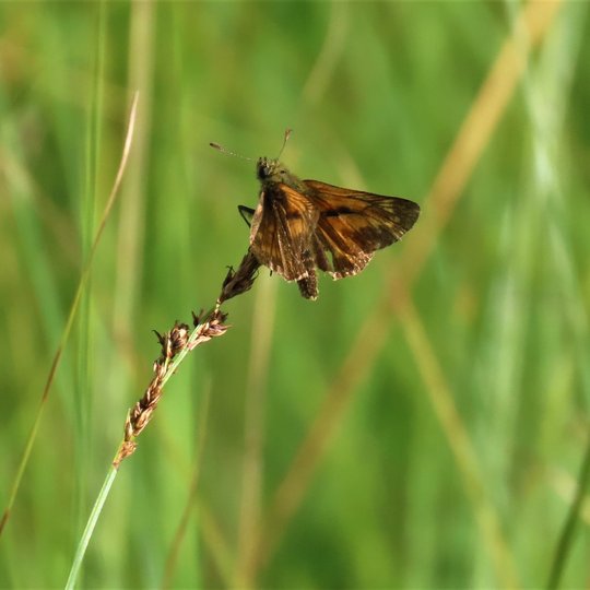 Iliustracija