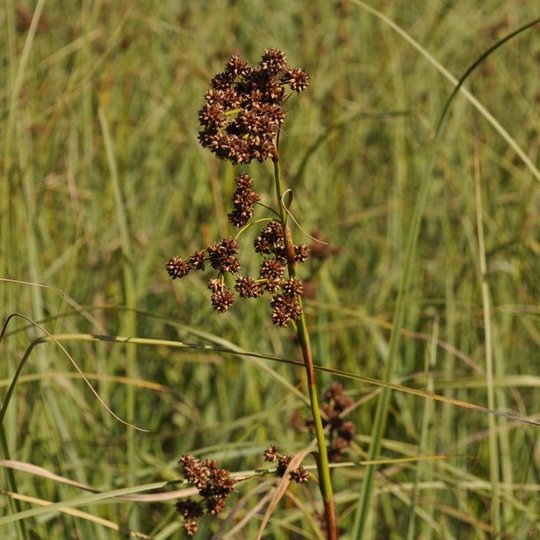Šakotji ratainytė Juodupio botaniniame draustinyje