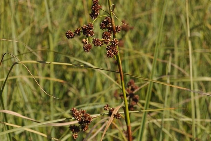 Šakotji ratainytė Juodupio botaniniame draustinyje