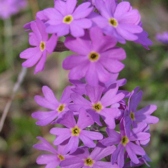 Primula farinosa