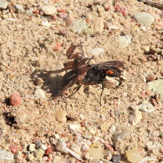 Iliustracija