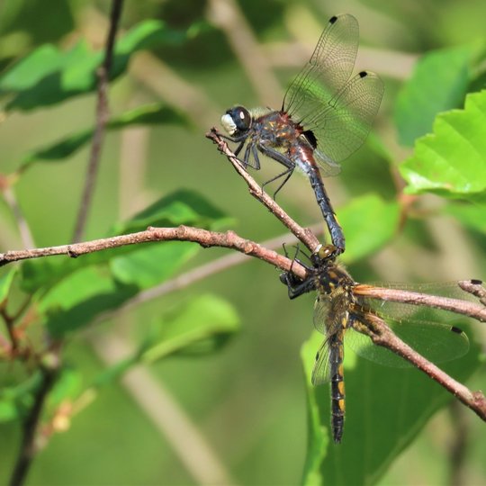 Iliustracija