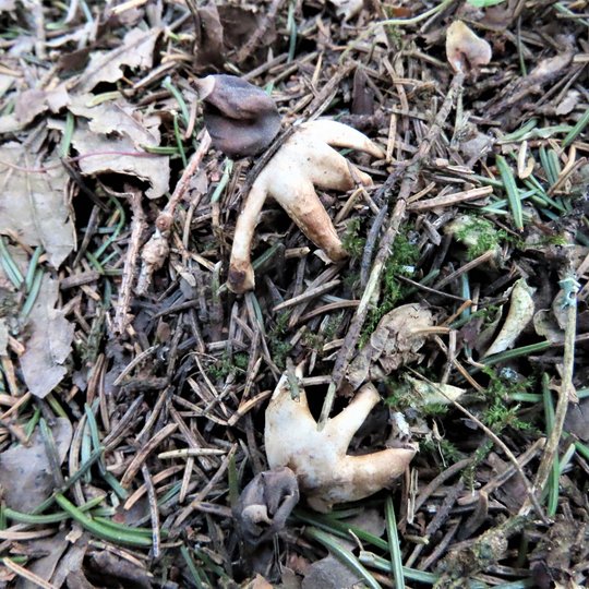 Iliustracija