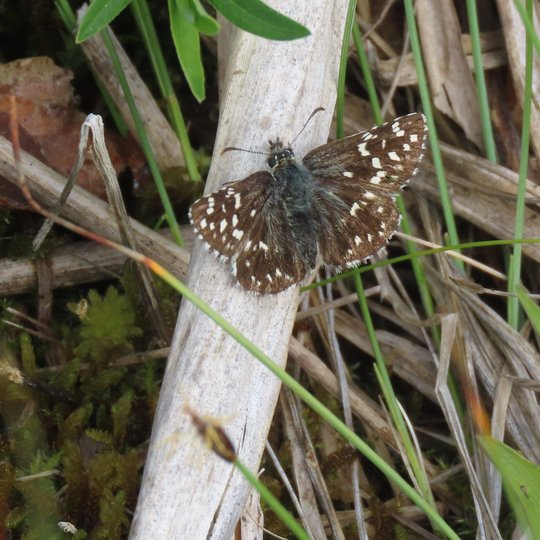 Iliustracija