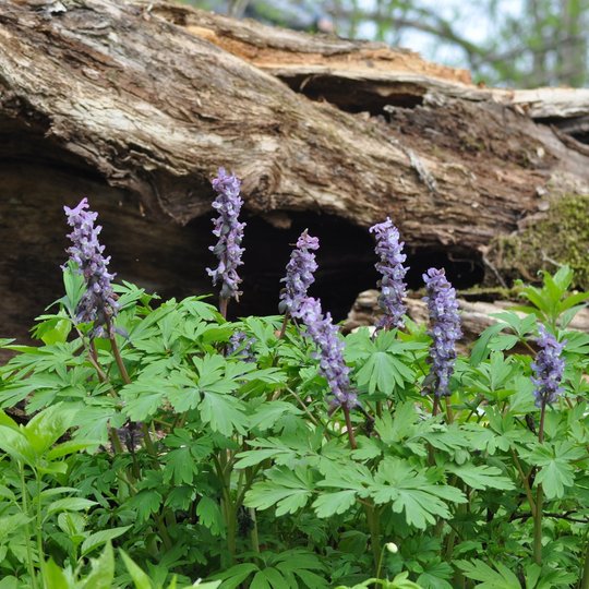 Corydalis cava