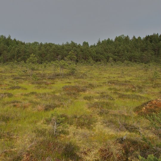 Aukštapelkė Paparčių telmologiniame draustinyje