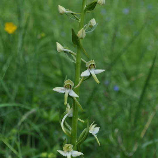 Platanthera chlorantha