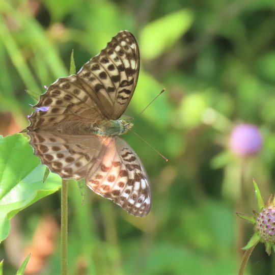 Iliustracija