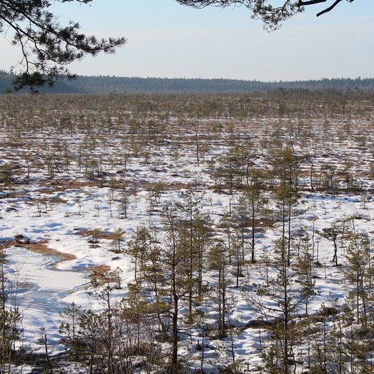 1-Aukstojo-tyro-pelke-n-G-Sidabrienes (1).jpg