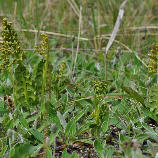 Botrychium lunaria