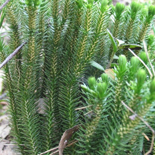 Huperzia selago