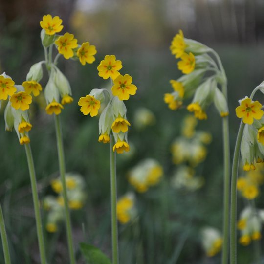 Cowslip