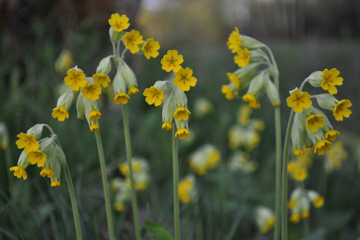 Cowslip