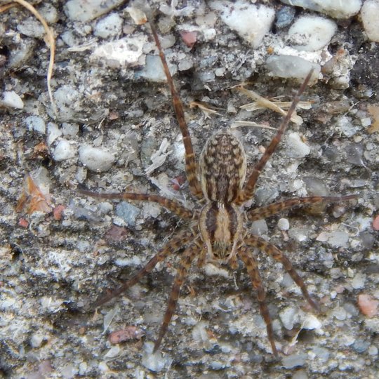 Iliustracija