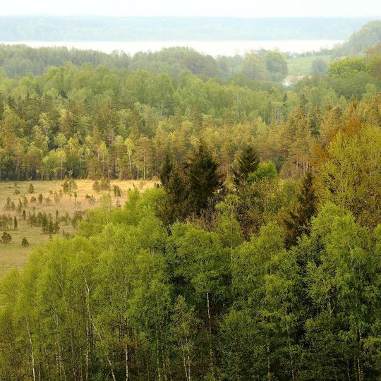 Siberijos pelkė