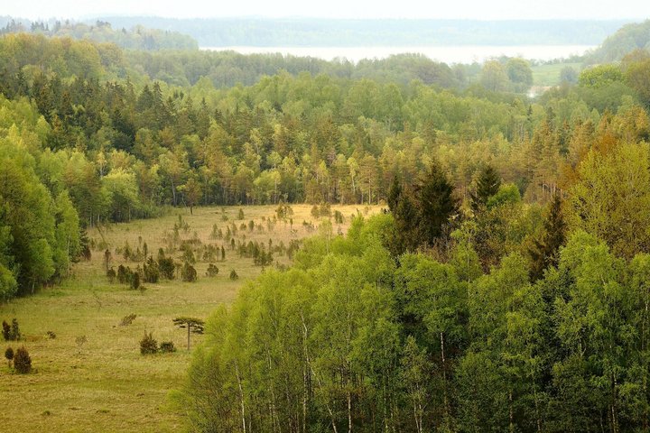 Siberijos pelkė